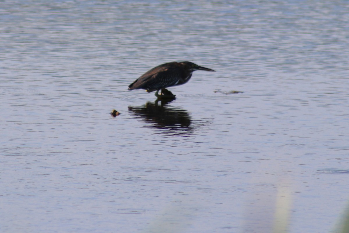 Green Heron - ML622581653