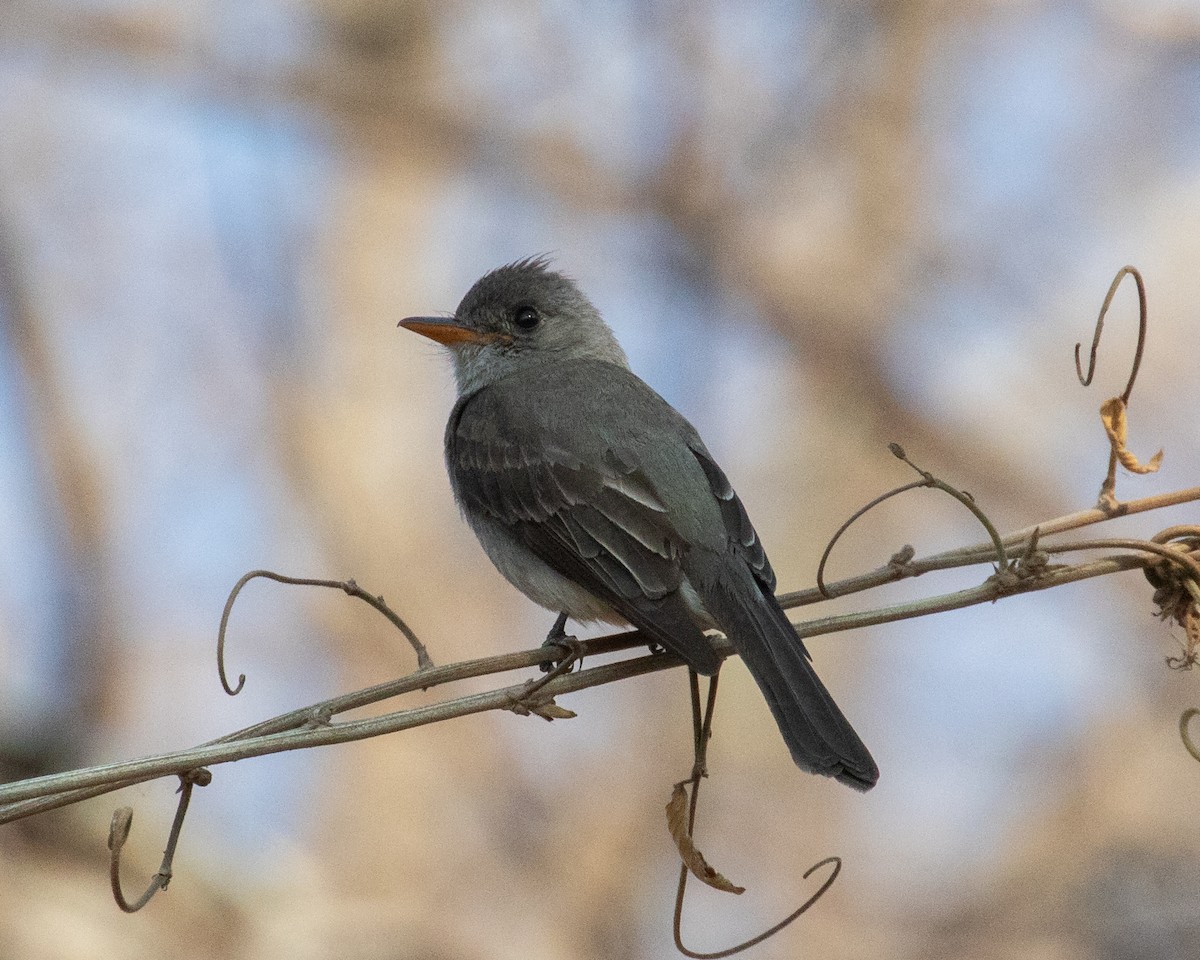 Greater Pewee - ML622581697