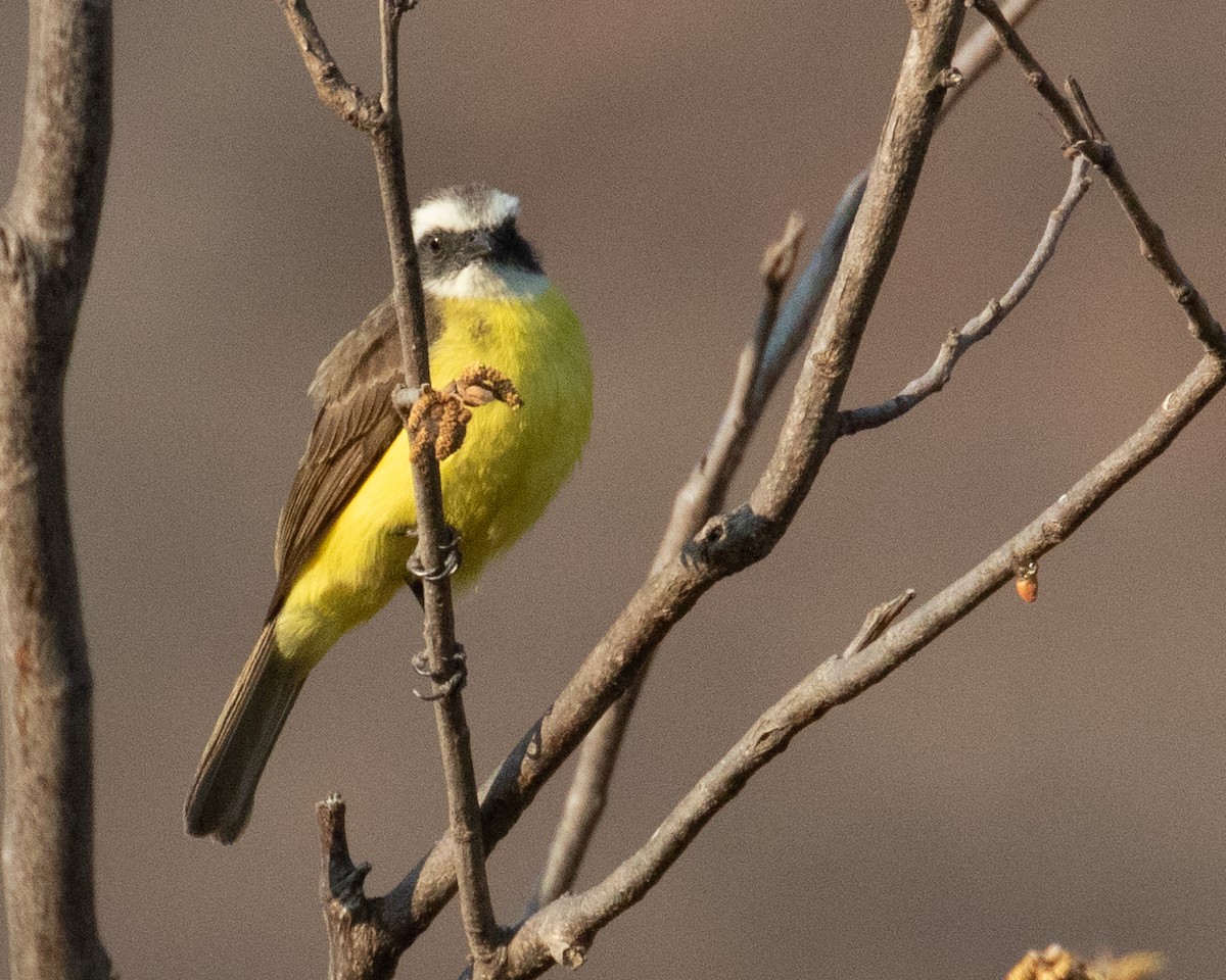 Social Flycatcher - ML622581702