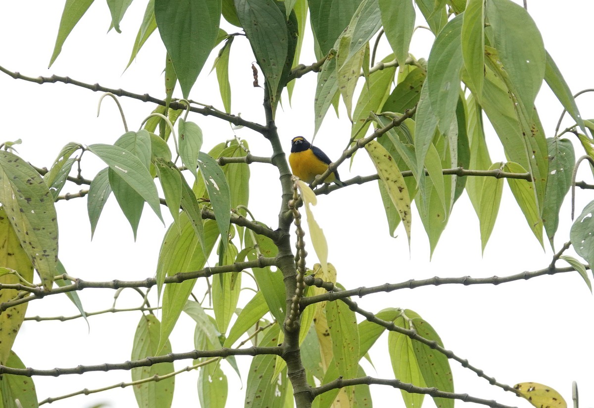 White-vented Euphonia - Luis Cueto