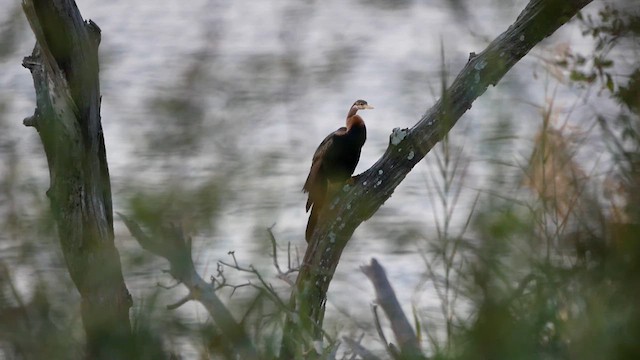 Afrika-Schlangenhalsvogel - ML622581769