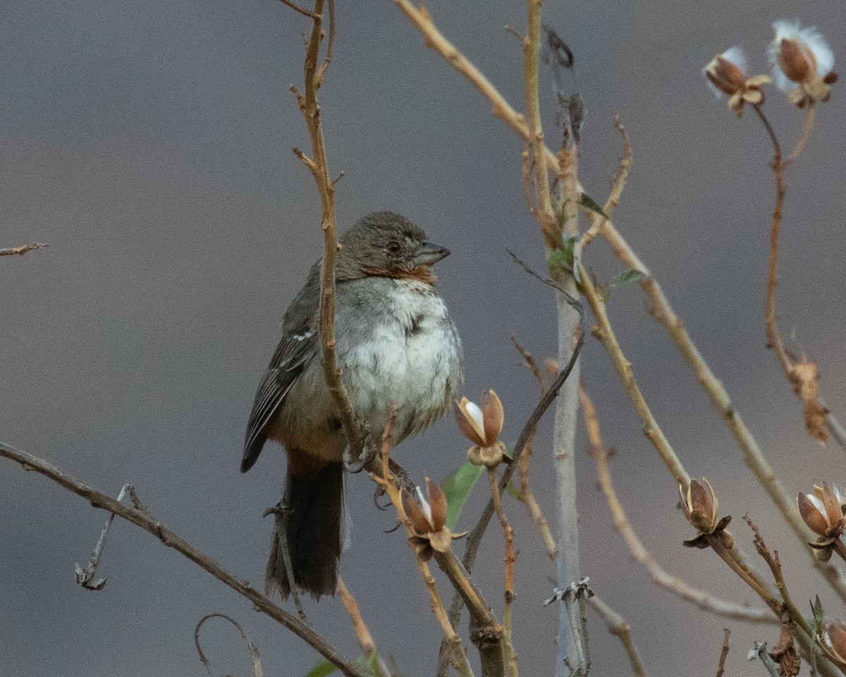 White-throated Towhee - ML622581779