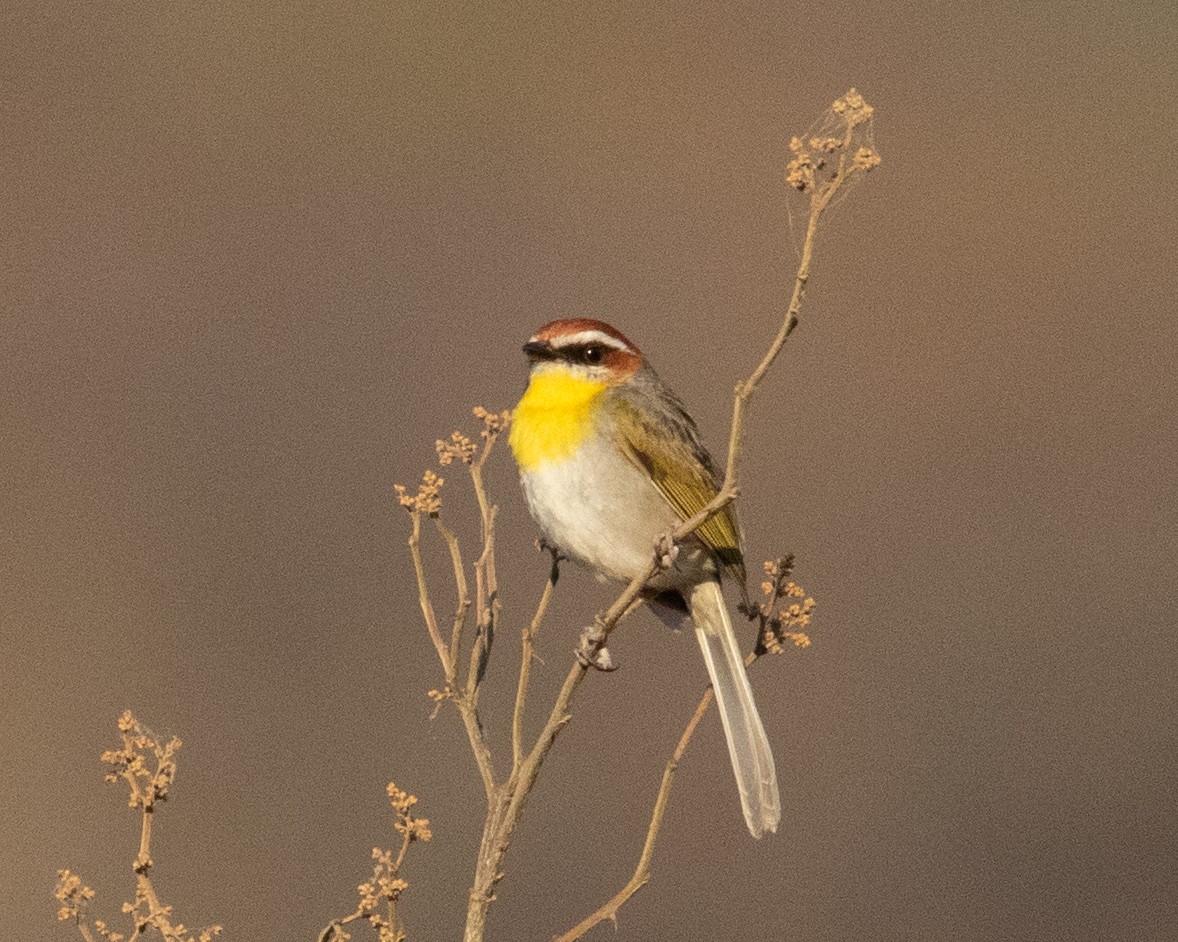 Rufous-capped Warbler - ML622581792