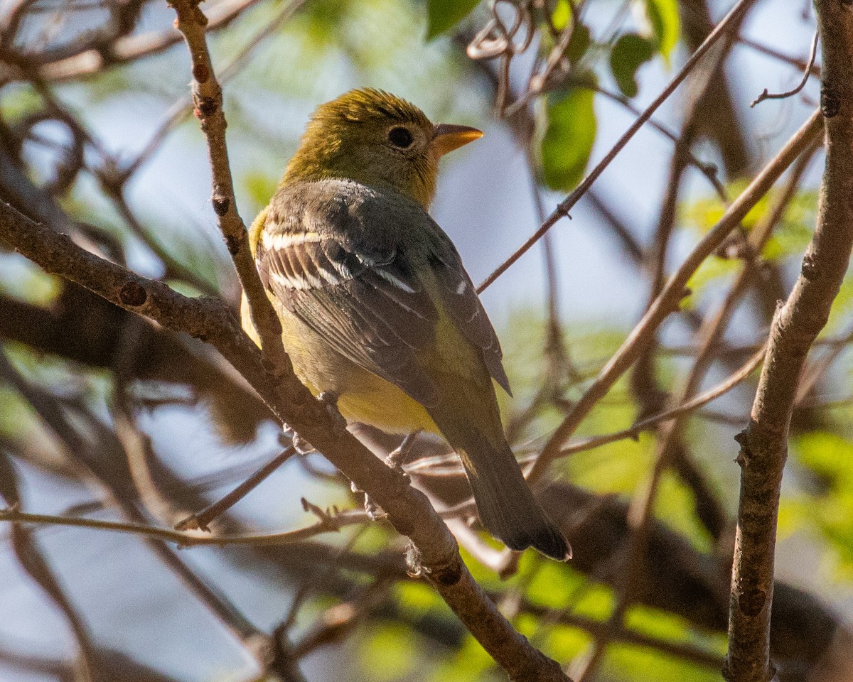 Western Tanager - ML622581841