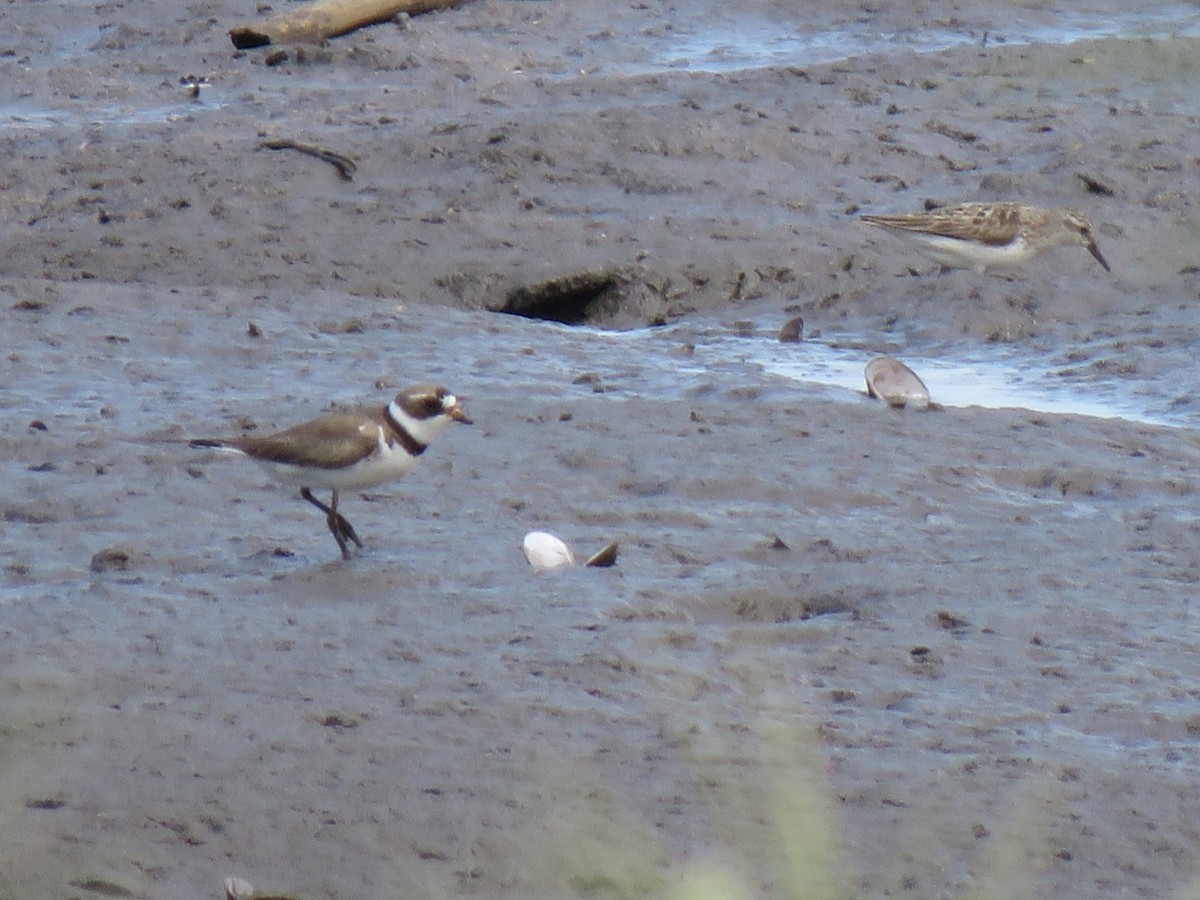 Semipalmated Plover - ML622581851