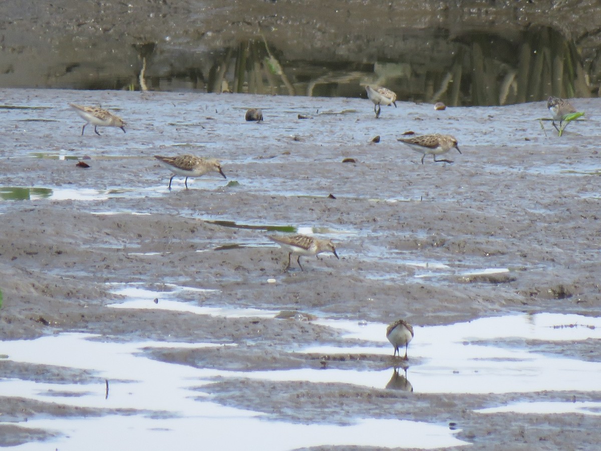 Semipalmated Sandpiper - ML622581865