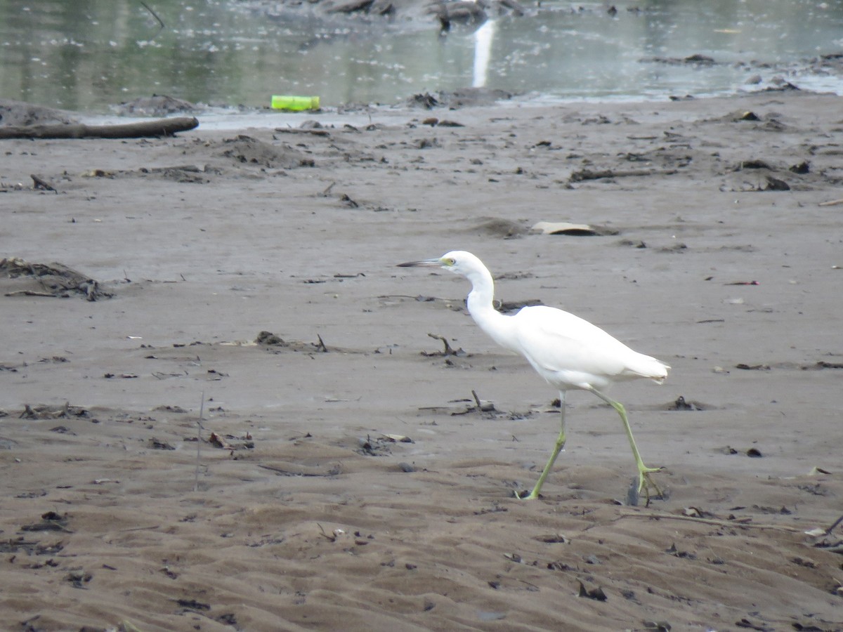 Little Blue Heron - ML622581880