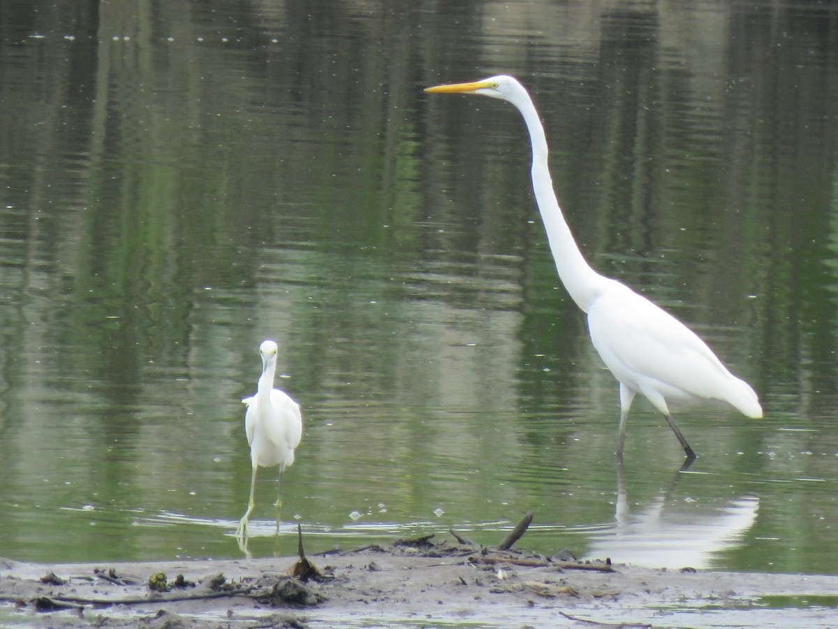 Little Blue Heron - ML622581881