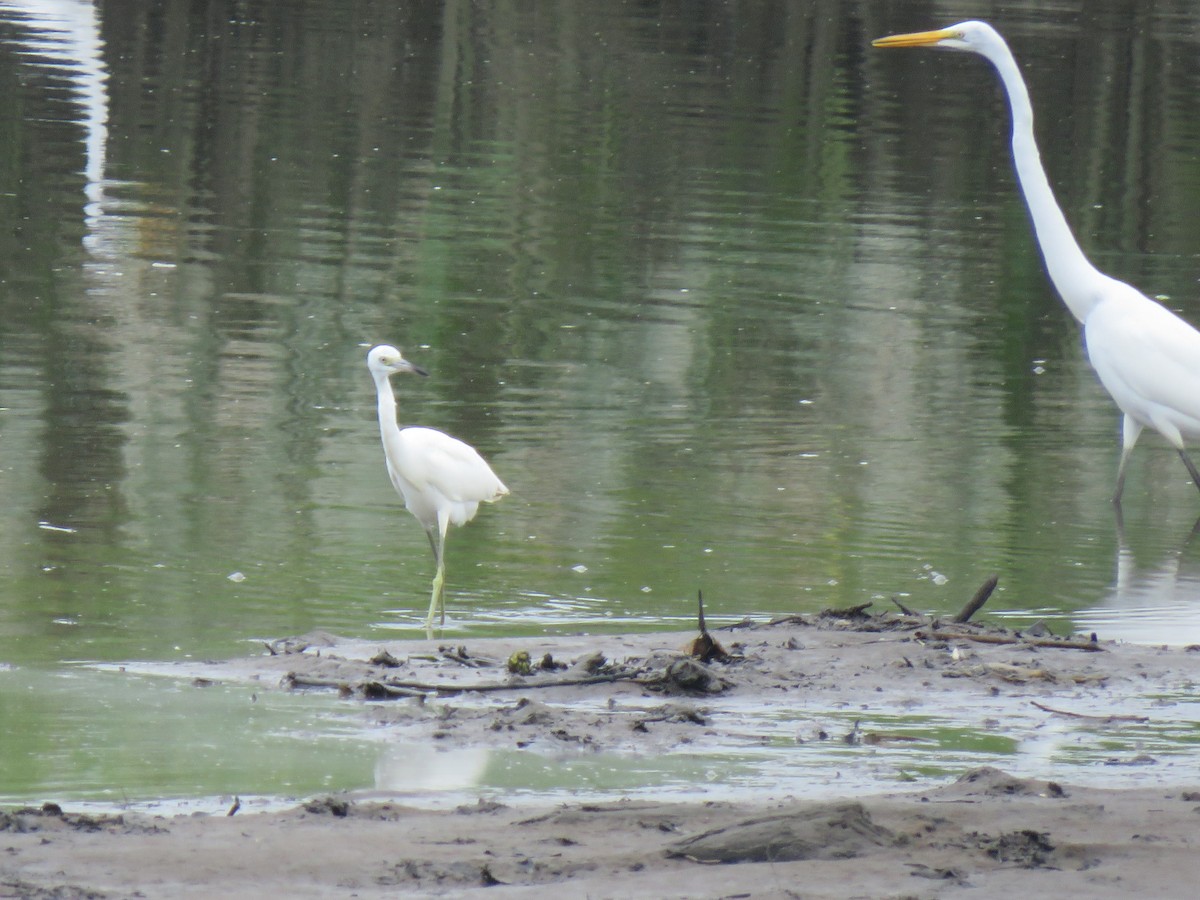 Little Blue Heron - ML622581882