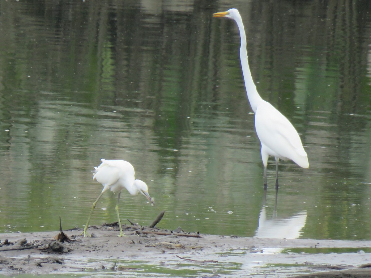 Little Blue Heron - ML622581883