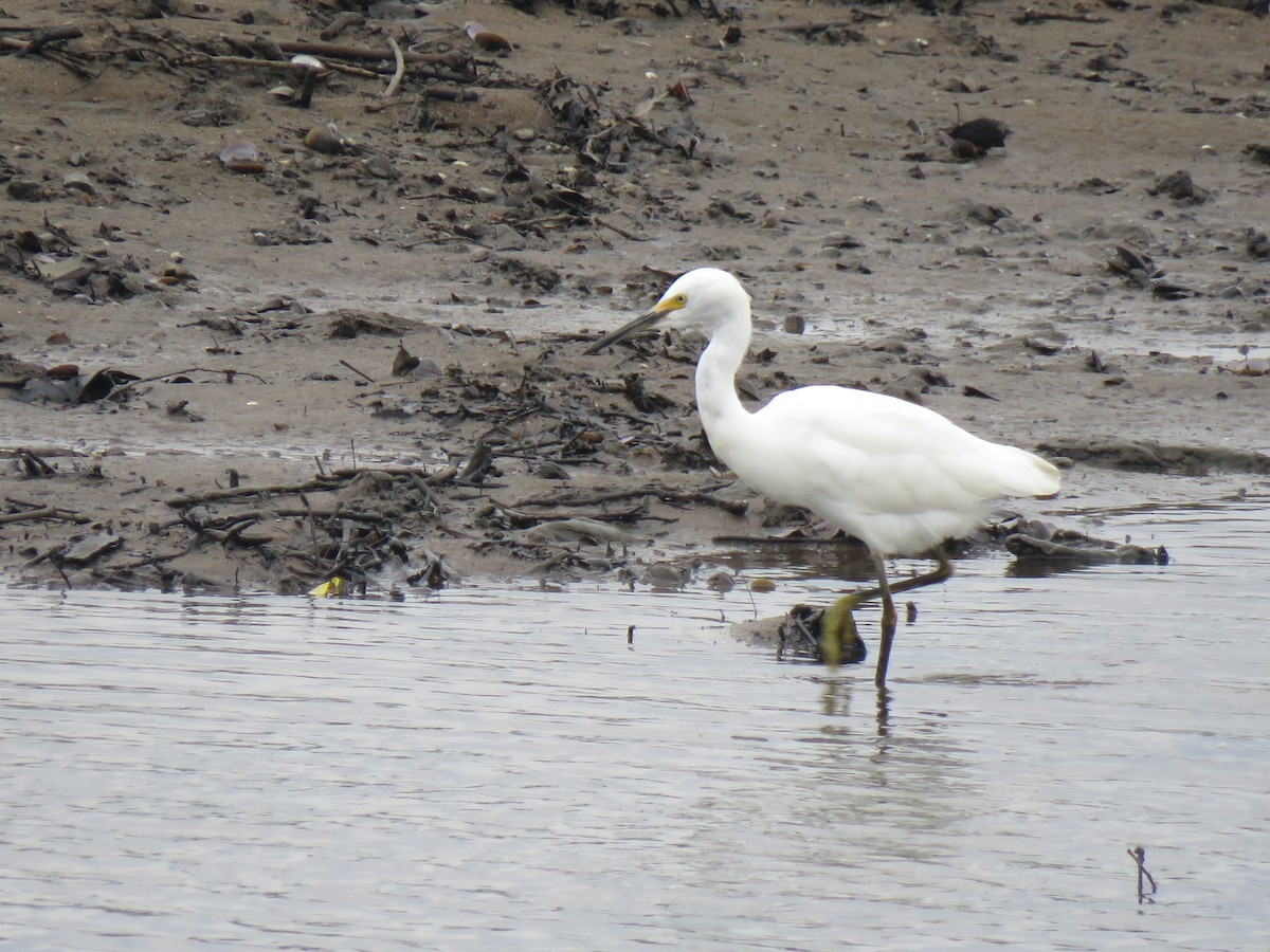 Snowy Egret - ML622581899