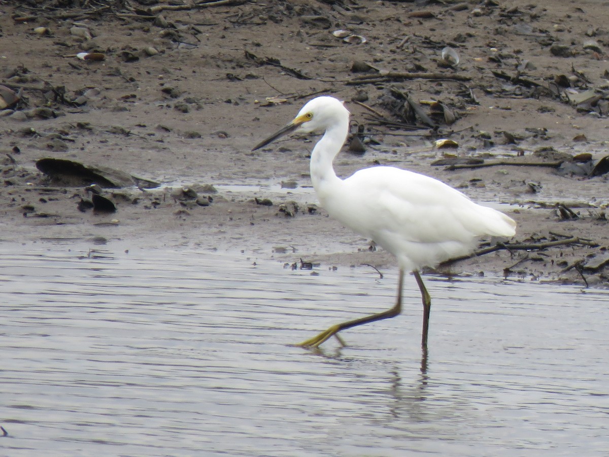 Snowy Egret - ML622581900