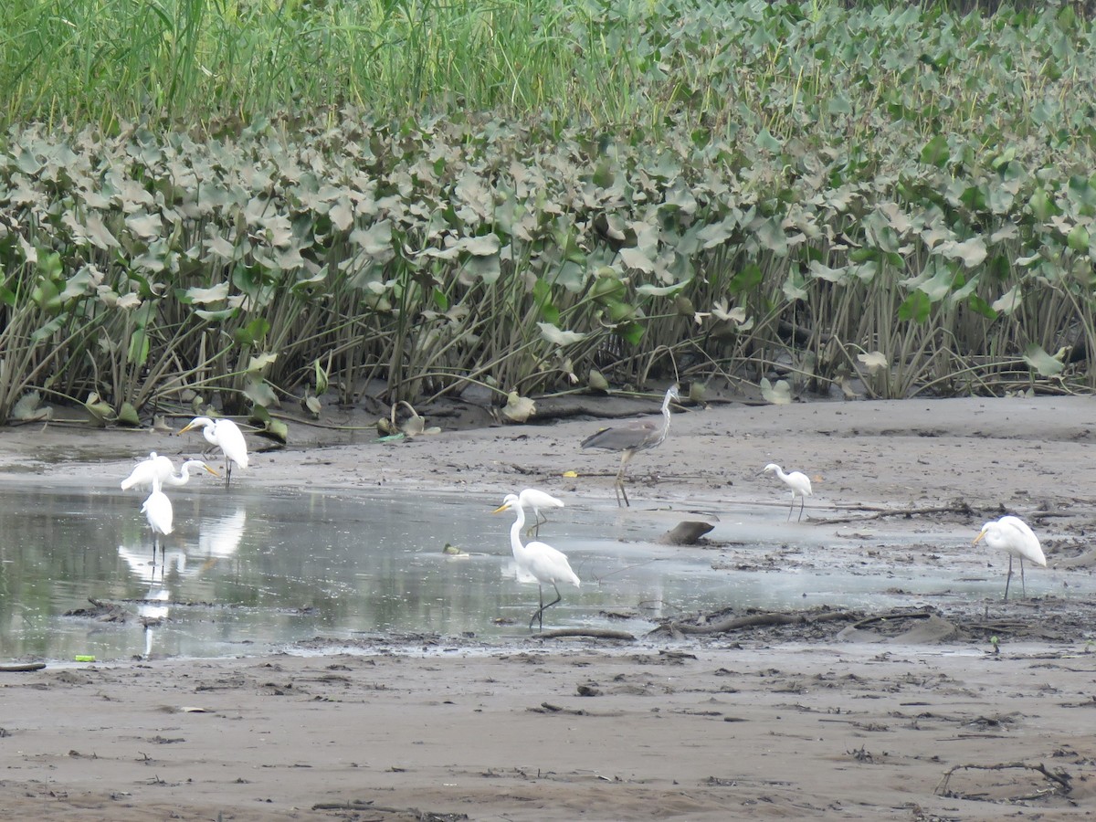 Great Egret - ML622581916