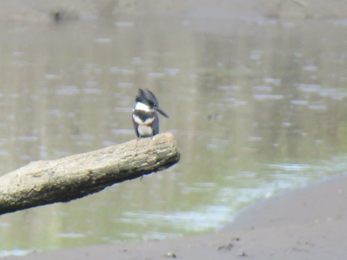 Belted Kingfisher - ML622581923