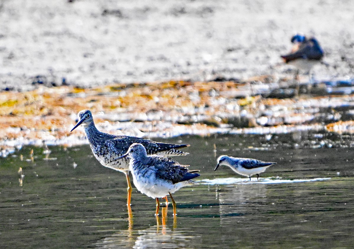Lesser/Greater Yellowlegs - ML622581925