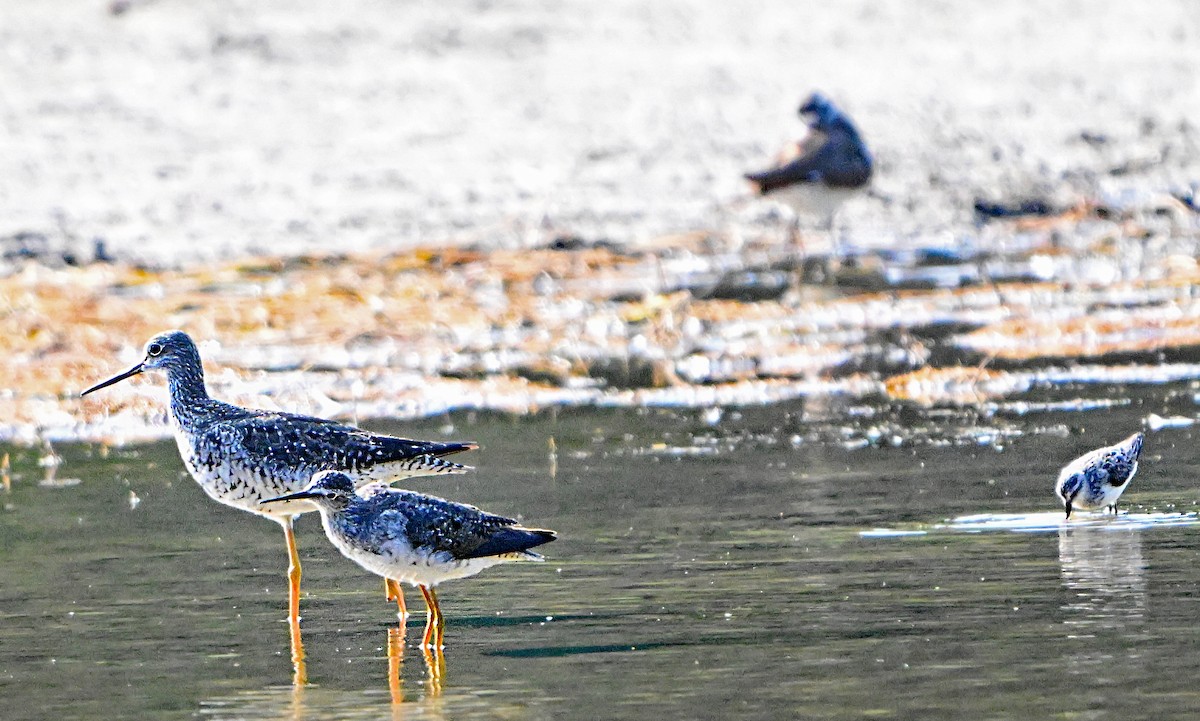 Lesser/Greater Yellowlegs - ML622581926