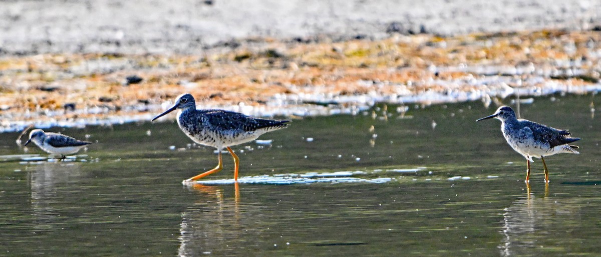 Lesser/Greater Yellowlegs - ML622581927