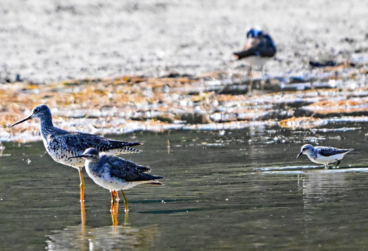 Semipalmated Sandpiper - ML622581955