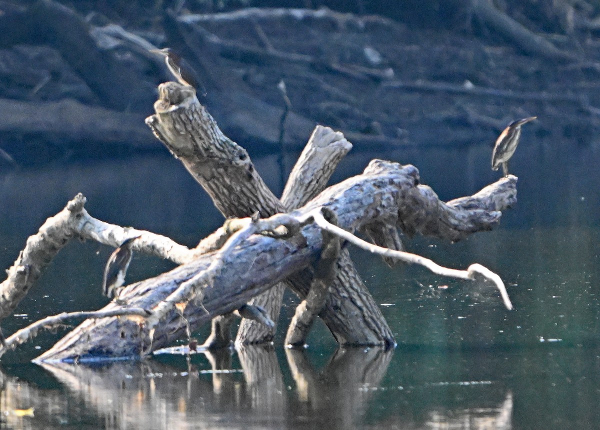Green Heron - ML622581973