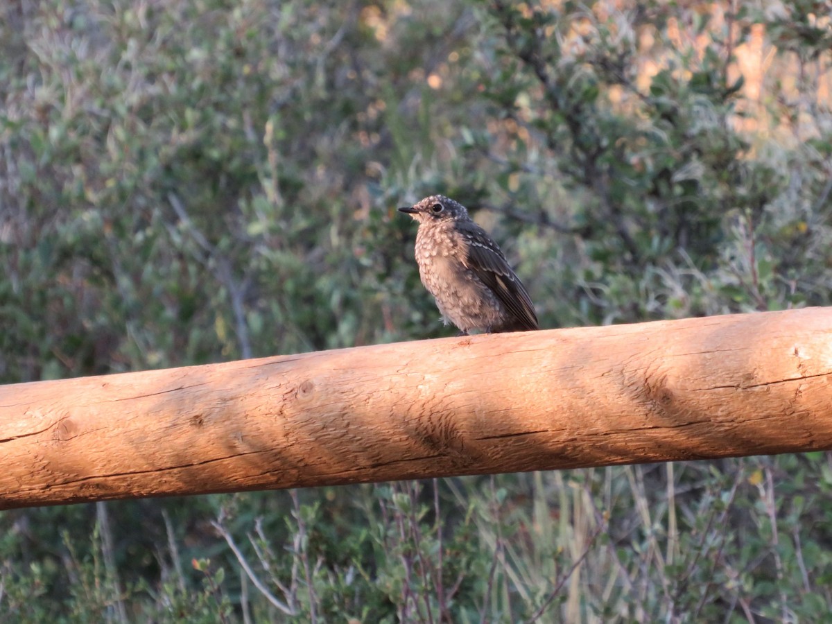 Townsend's Solitaire - ML622581976