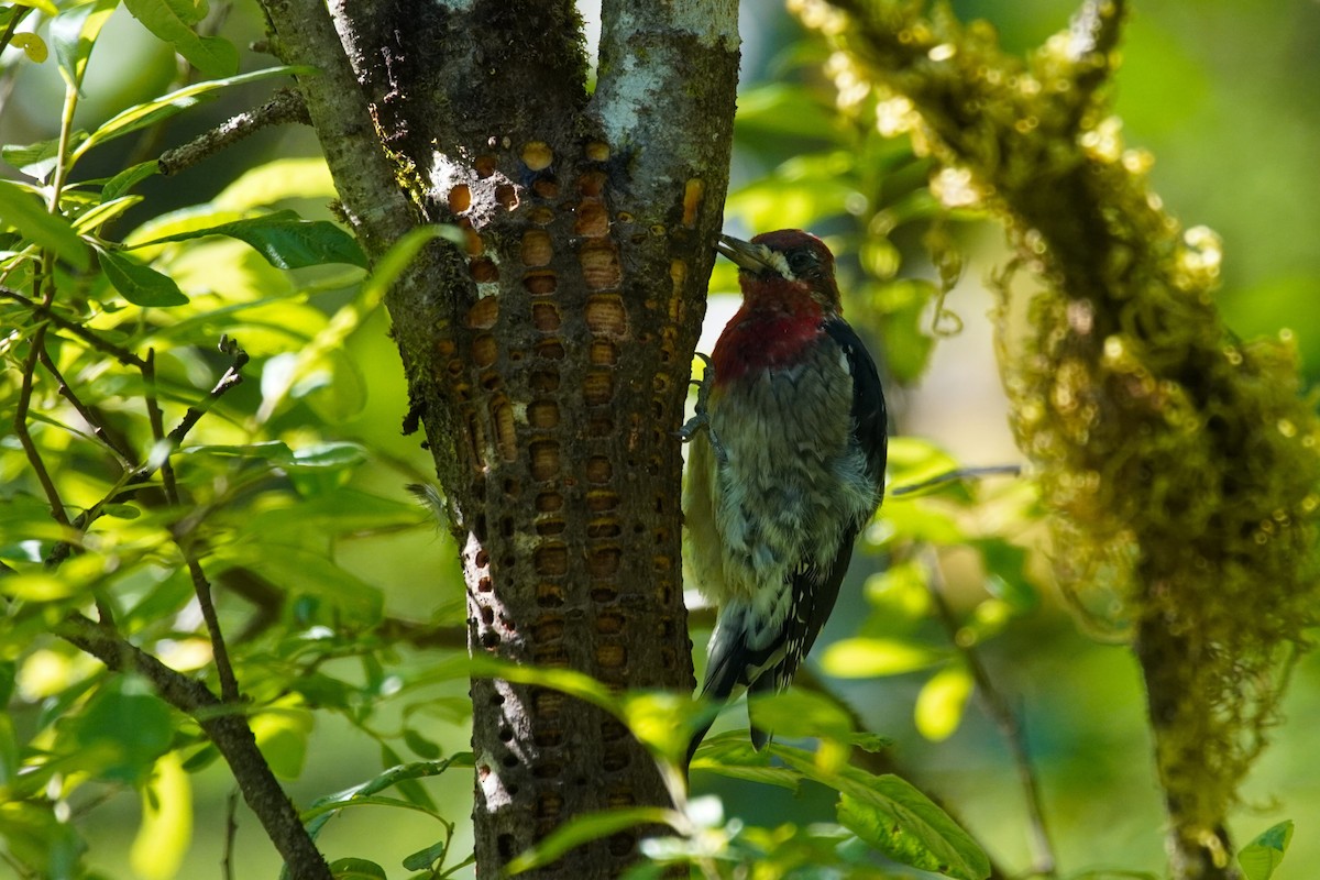 Red-breasted Sapsucker - ML622582067