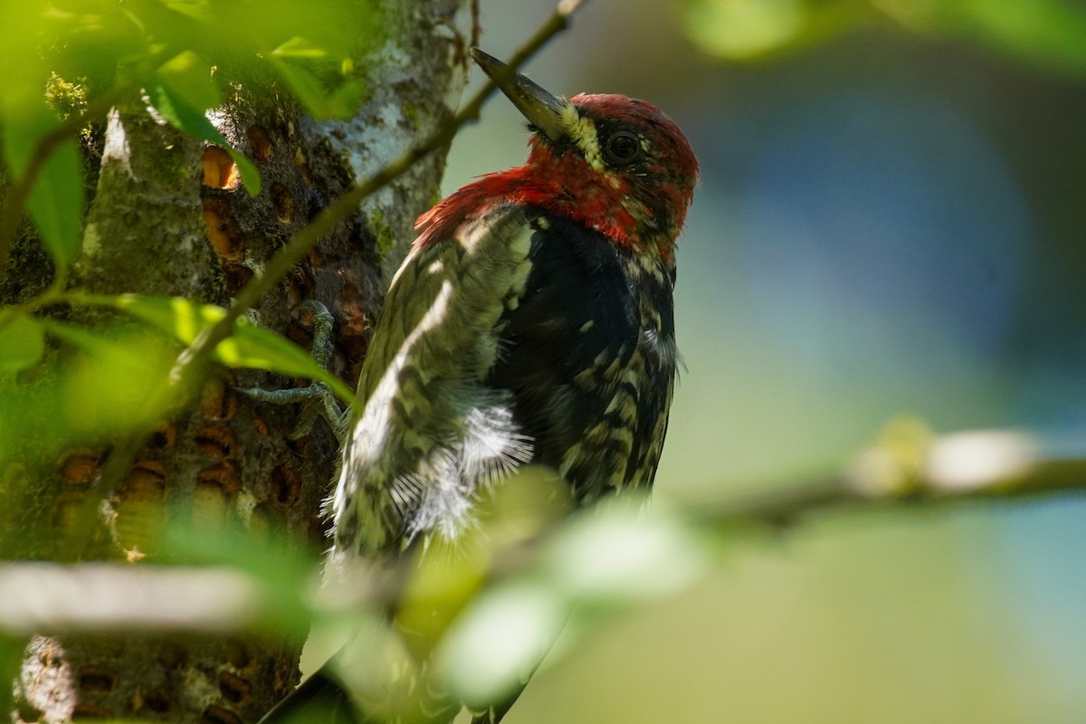 Red-breasted Sapsucker - ML622582069