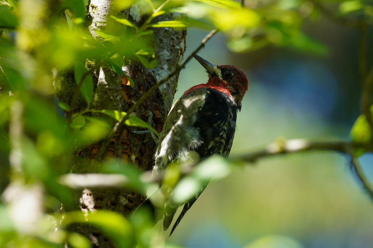 Red-breasted Sapsucker - ML622582072