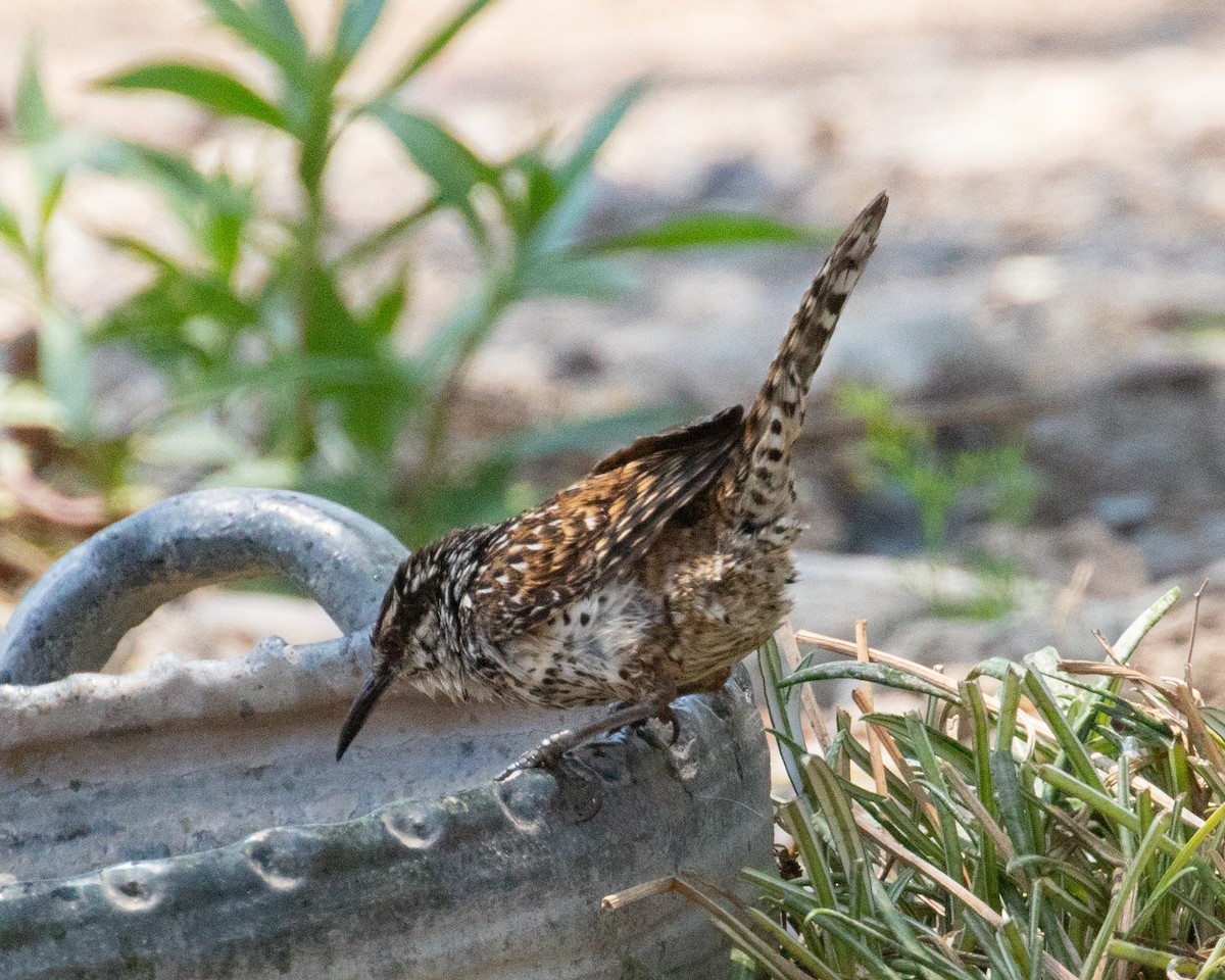 Boucard's Wren - ML622582079