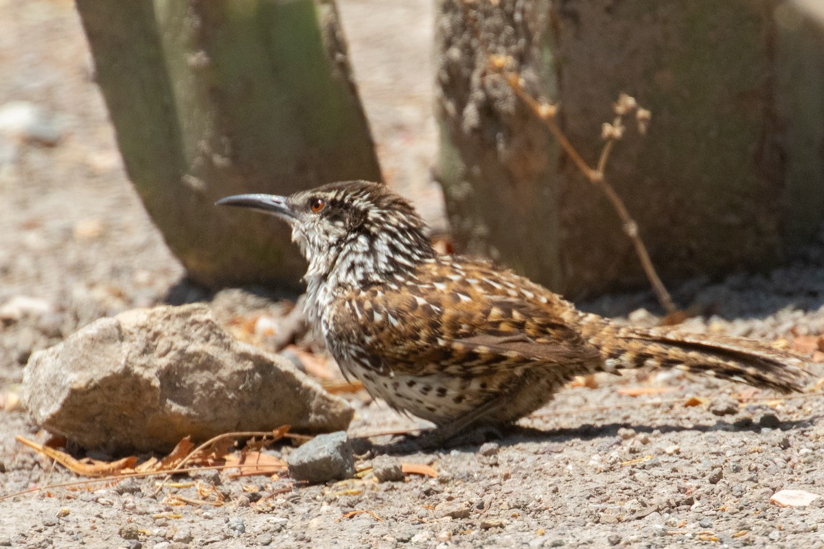 Boucard's Wren - ML622582080