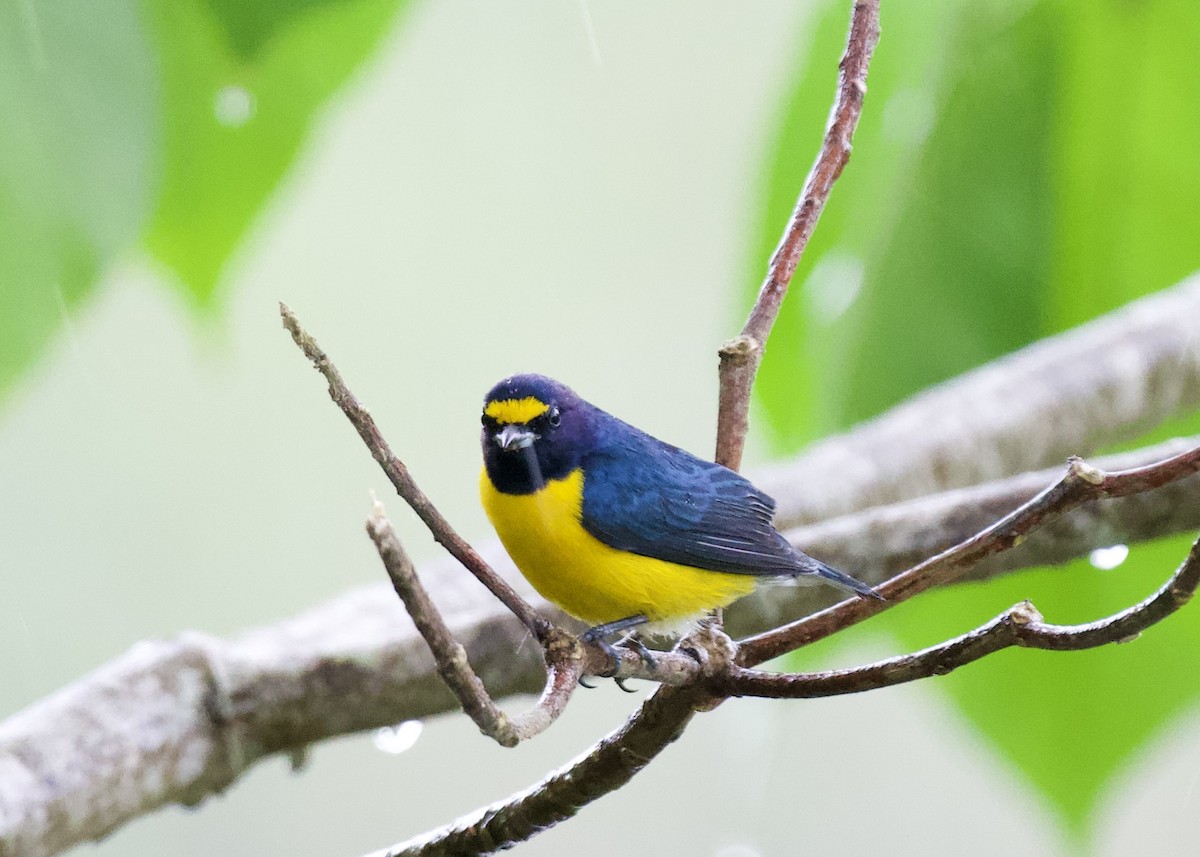 White-vented Euphonia - Asociacion Aviturismo RB Sumaco