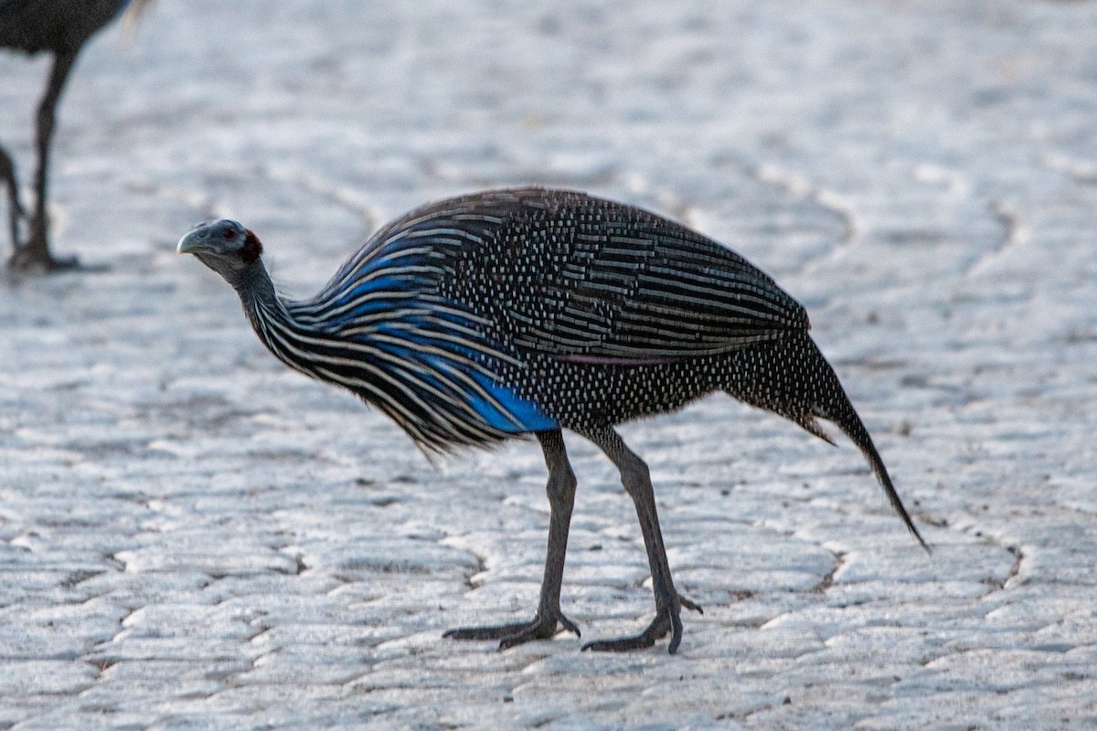 Vulturine Guineafowl - ML622582129