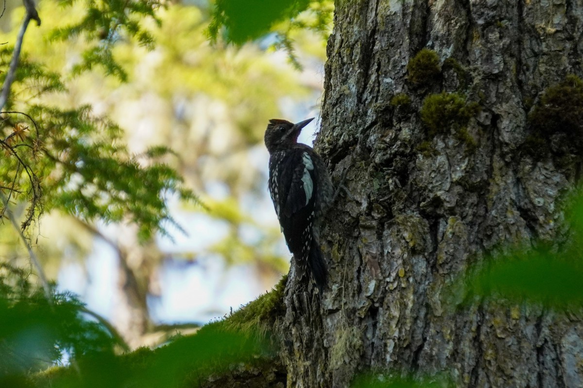 Red-breasted Sapsucker - ML622582133