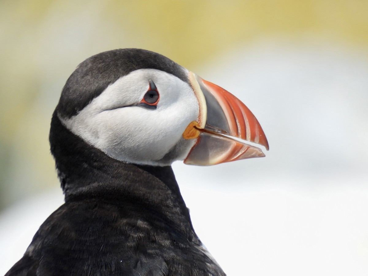 Atlantic Puffin - Donna Reis