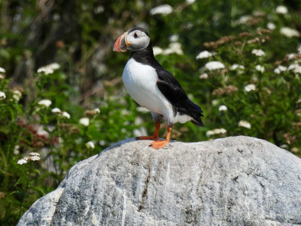 Atlantic Puffin - Donna Reis