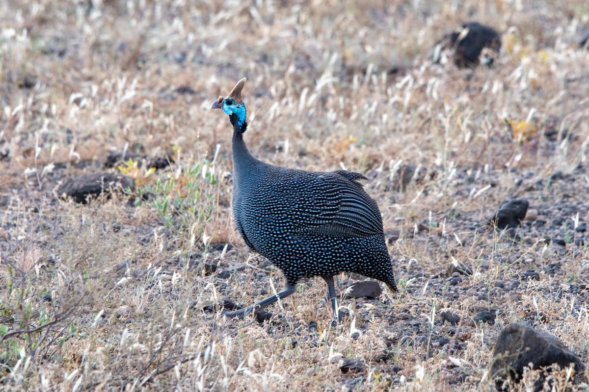 Helmeted Guineafowl - ML622582159