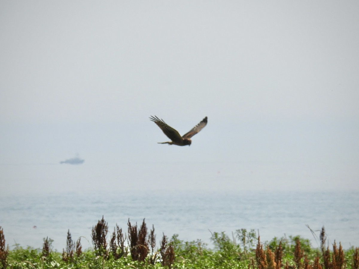 Northern Harrier - Donna Reis