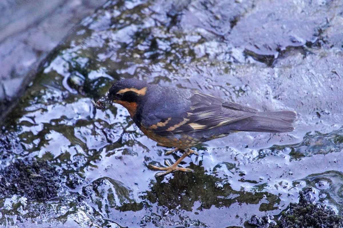 Varied Thrush - ML622582182