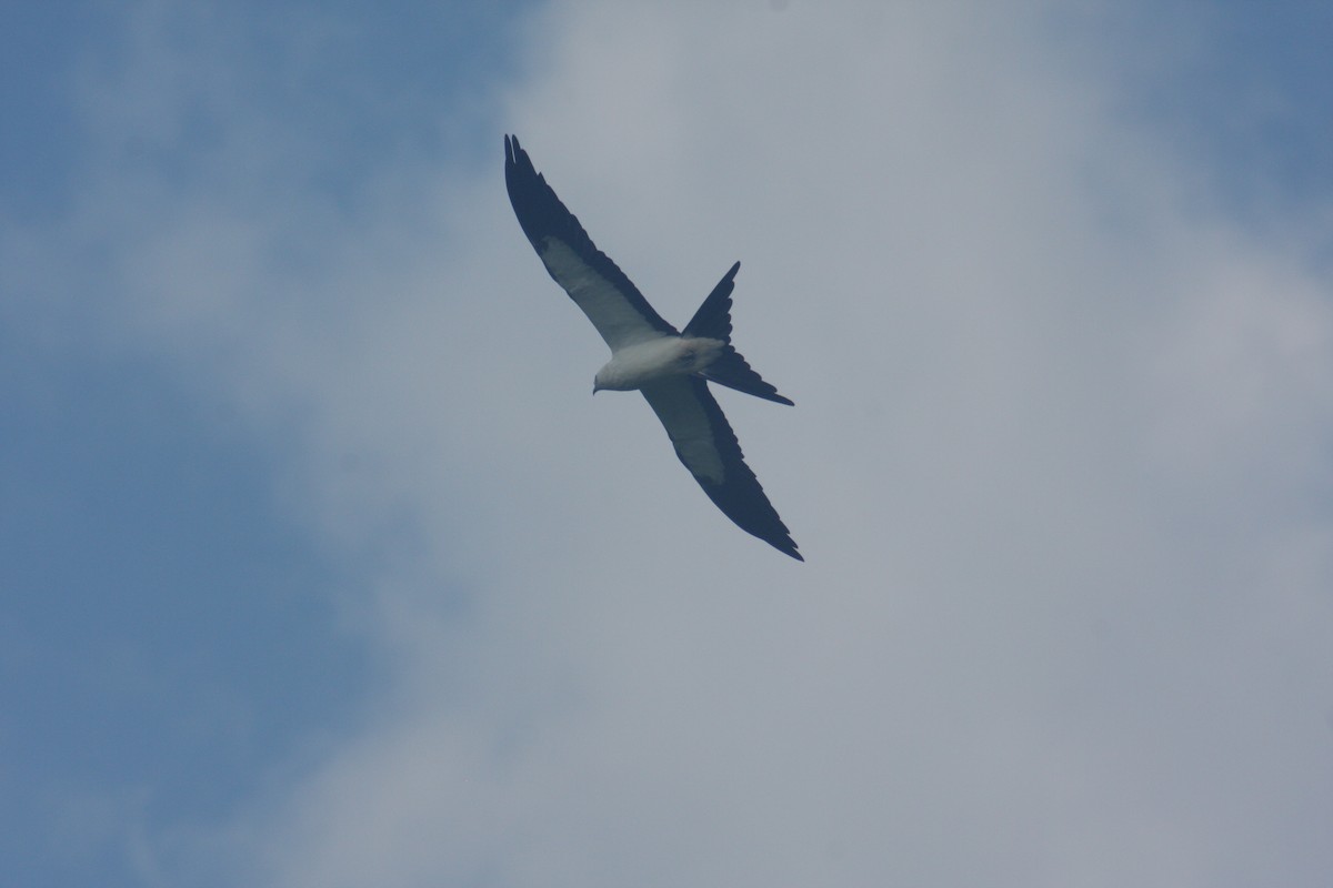 Swallow-tailed Kite - ML622582201