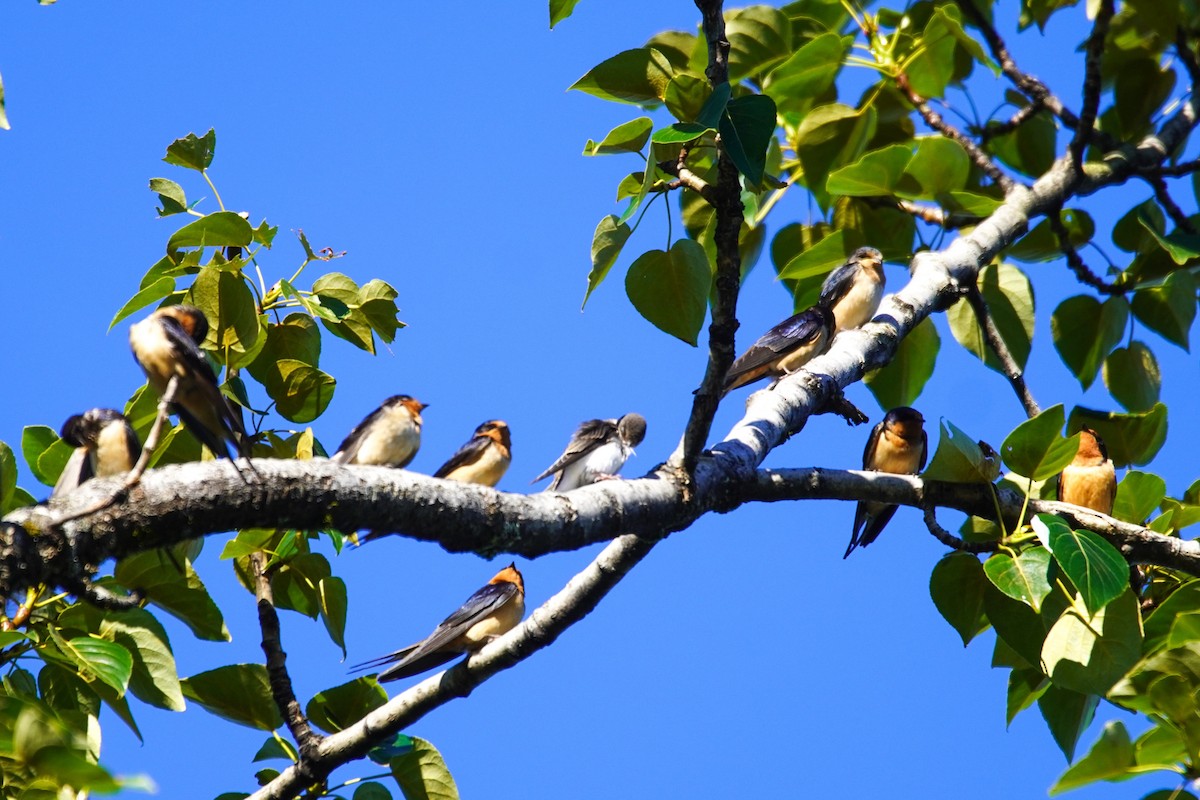 Barn Swallow - ML622582215