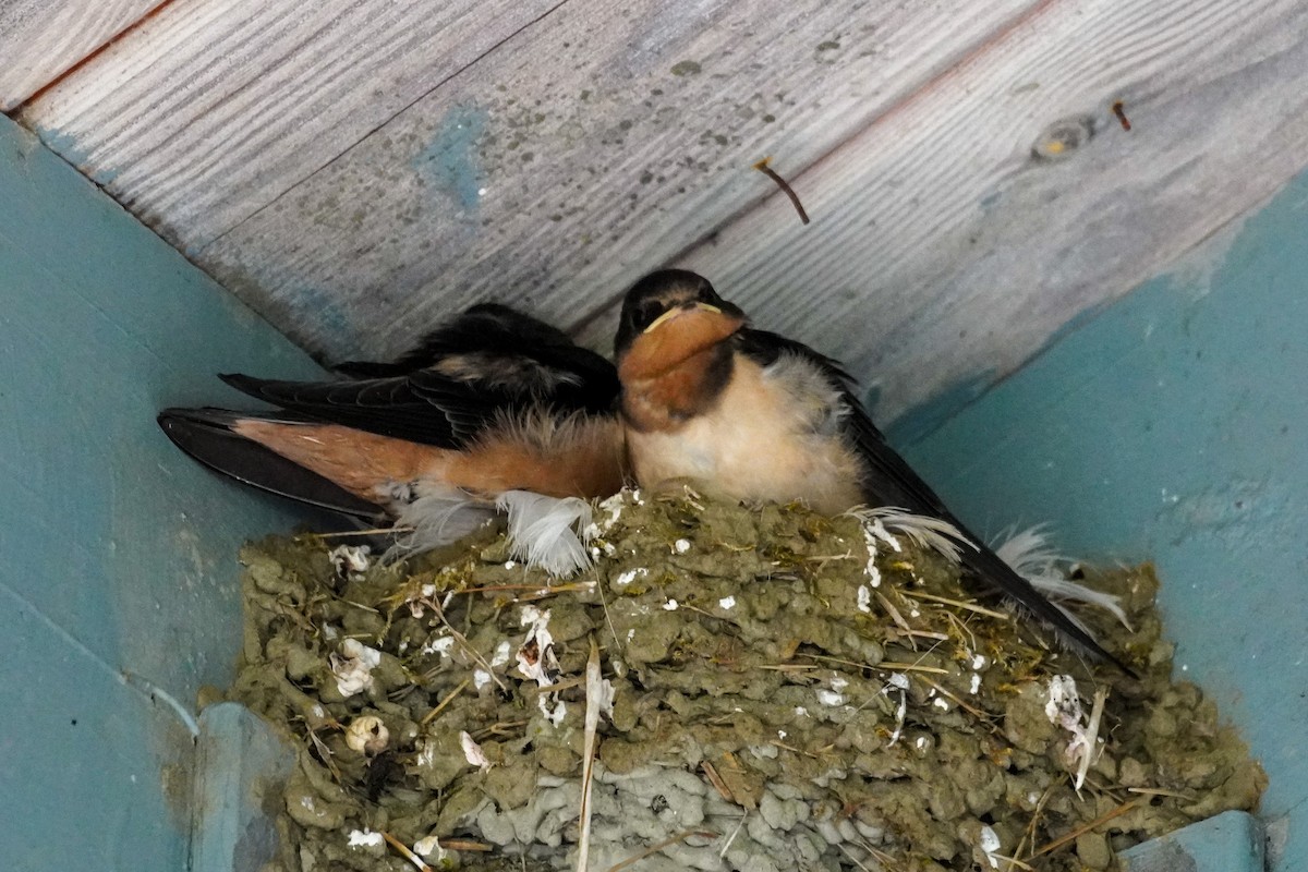 Barn Swallow - ML622582216