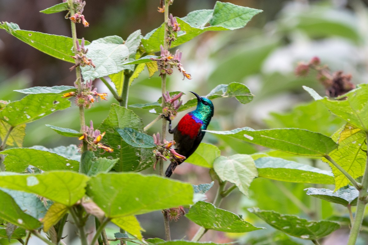 Northern Double-collared Sunbird - ML622582233