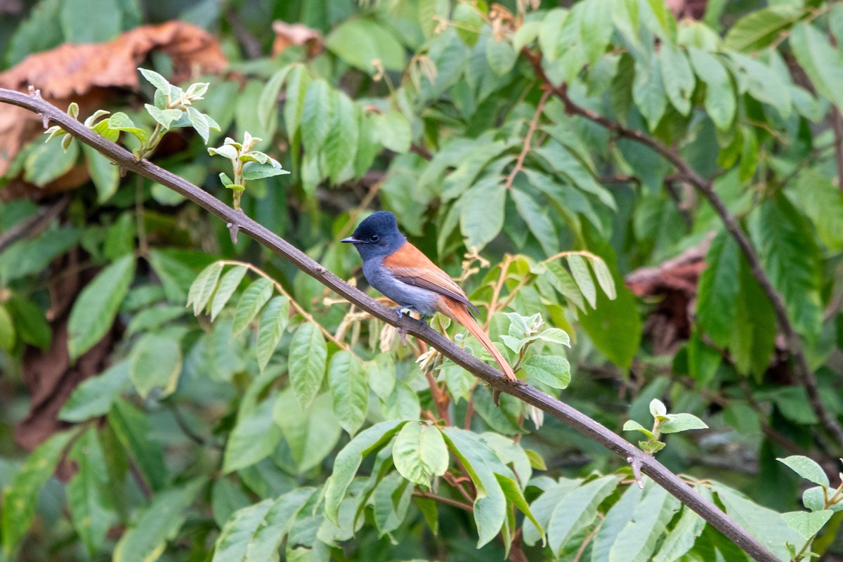 African Paradise-Flycatcher - ML622582282