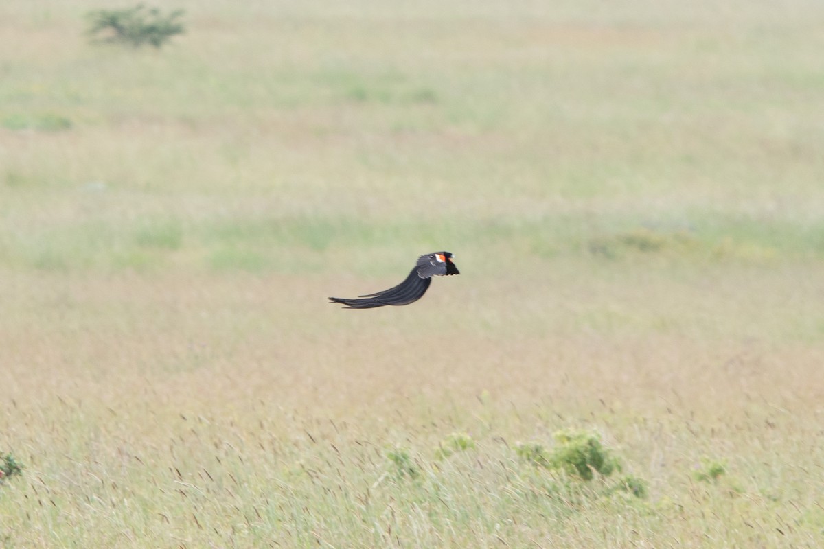 Long-tailed Widowbird - ML622582368