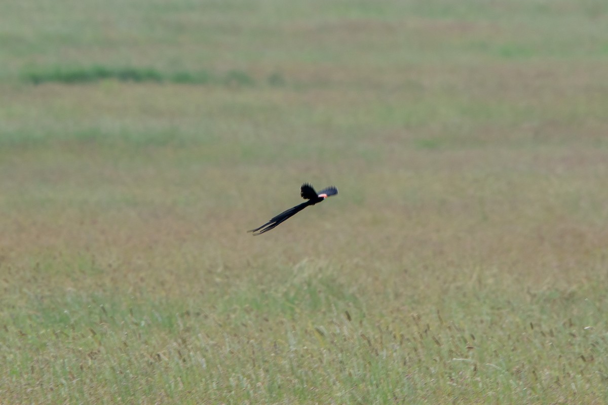 Long-tailed Widowbird - ML622582373