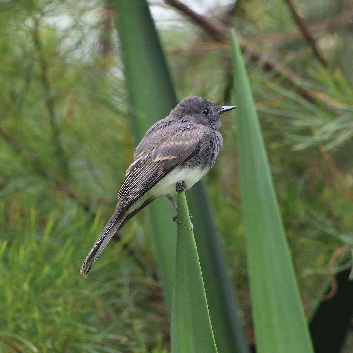 Black Phoebe - ML622582380