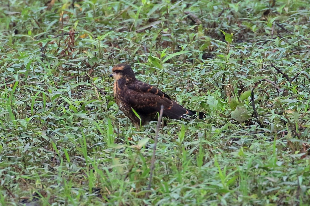 Snail Kite - ML622582388