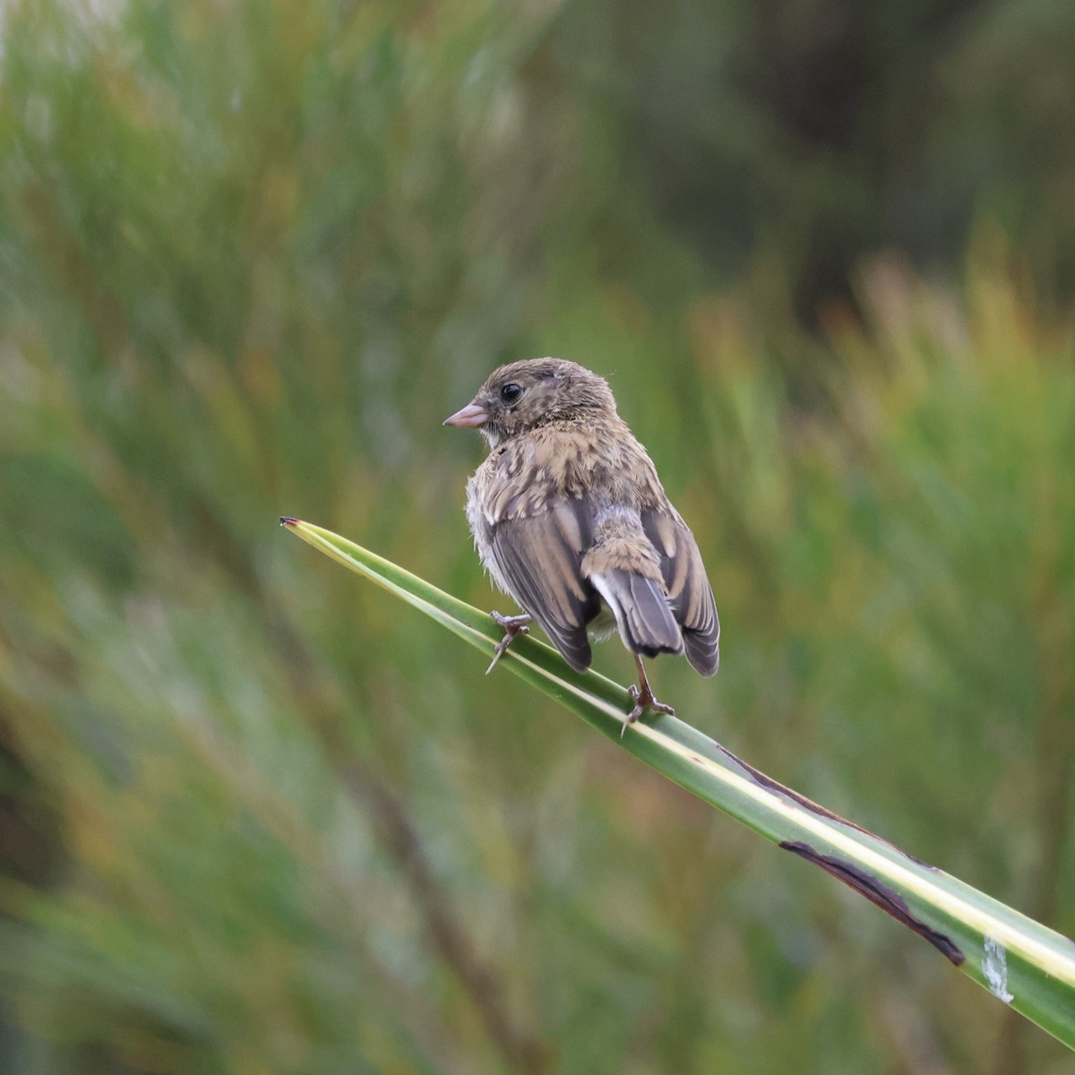 Dark-eyed Junco (Oregon) - ML622582389