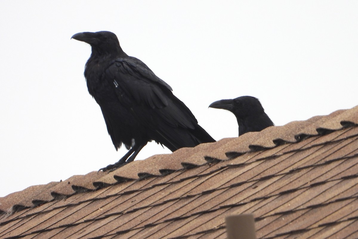 Common Raven - ML622582391