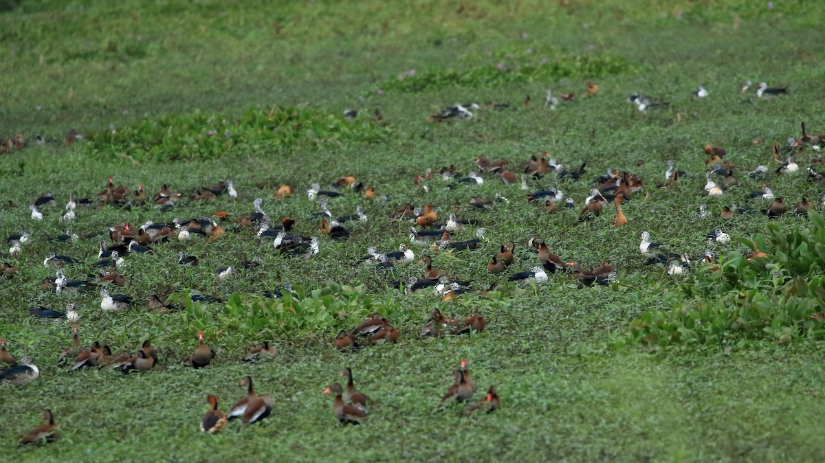 Comb Duck - ML622582399