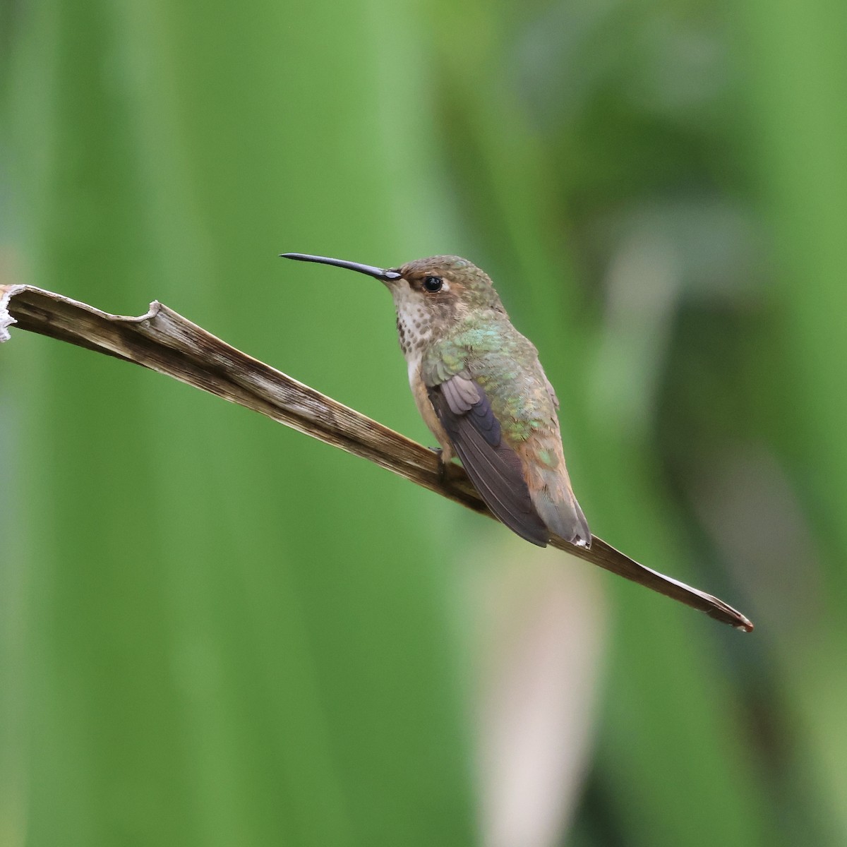 Allen's Hummingbird - ML622582405